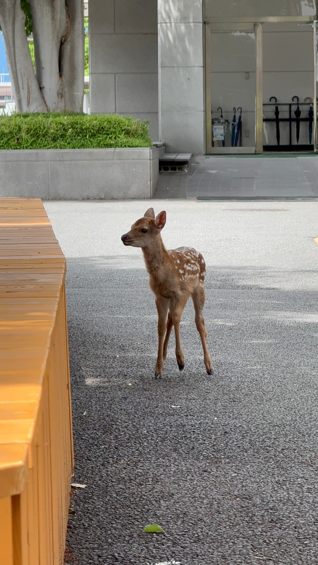 学生からも大人気　画像提供：奈良県立大学