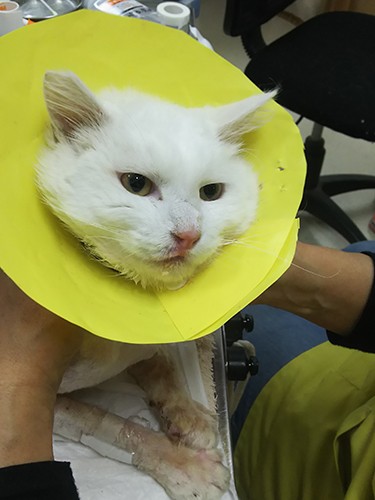 処置が終わって先生に肩をマッサージしてもらっているところ。どうやら気持ちいいみたいです