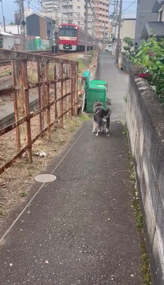 電車さんが来た！（画像提供：ebisu_0710さん）