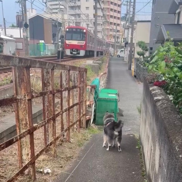 電車さんが来た！（画像提供：ebisu_0710さん）