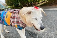 のんびりお散歩するタピオカ。頭に紅葉が乗っても嬉しそう