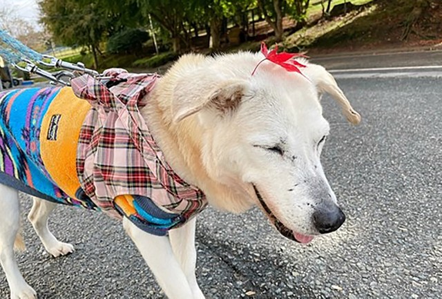 のんびりお散歩するタピオカ。頭に紅葉が乗っても嬉しそう