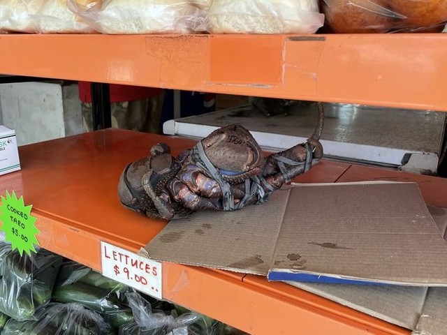 ガソリンスタンドの売店で売られていたヤシガニ。現地では「ウガ」と呼ばれる＝