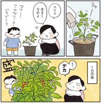 家庭菜園では1か月で思っていたより大きく育つ（モチダちひろさん提供）