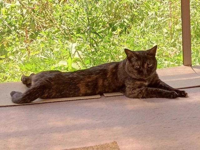 これからも猫が伸び伸びと暮らせるように試行錯誤の日々