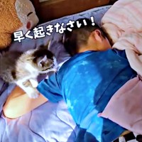 お兄ちゃんを起こすたいちょうくん（画像提供：井上 えりさん）