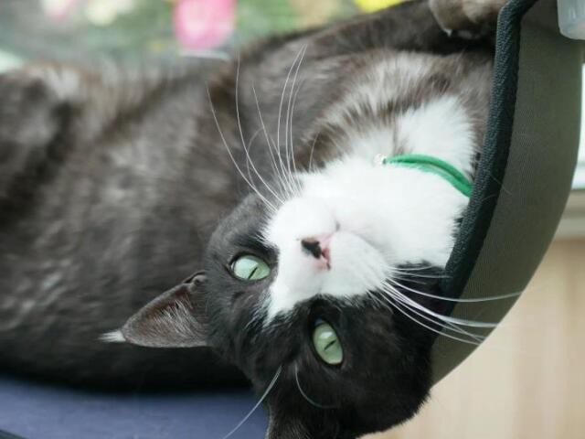 甘えん坊の元野良猫が脱走 効果ある？唐揚げを仕掛けて待ってみたら