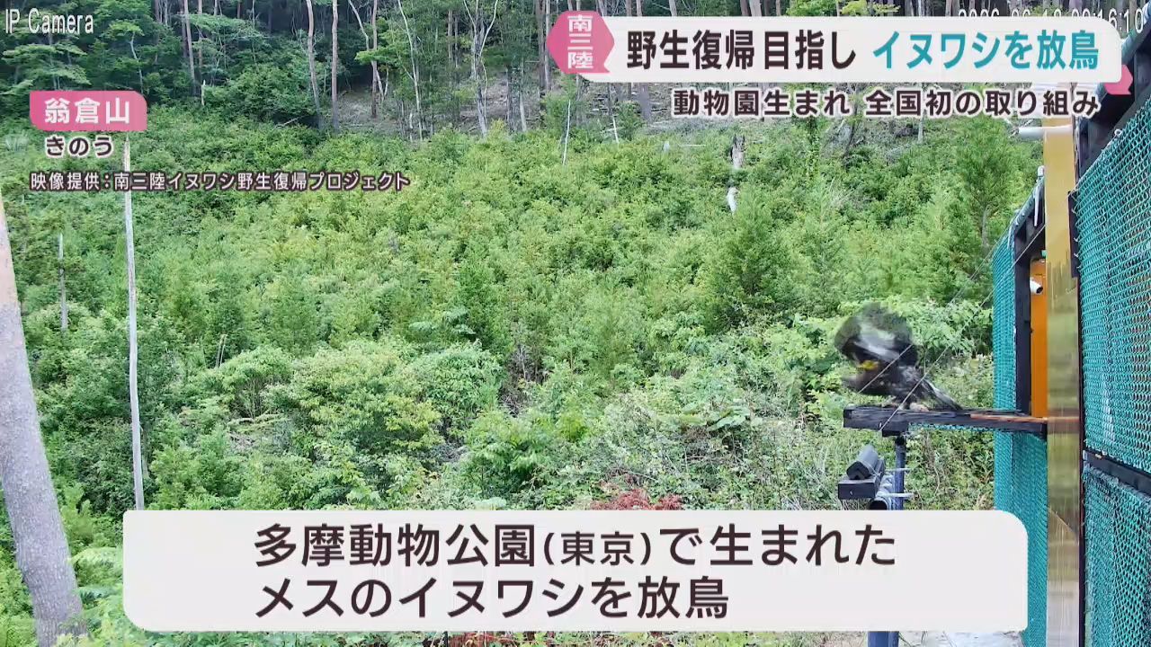 絶滅危惧種のイヌワシ　かつての生息地復活に向けて放鳥　宮城・南三陸町