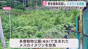 絶滅危惧種のイヌワシ　かつての生息地復活に向けて放鳥　宮城・南三陸町