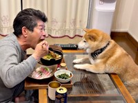 食事中のパパをじっと見つめる小雨ちゃん（画像提供：柴犬小雨さん）