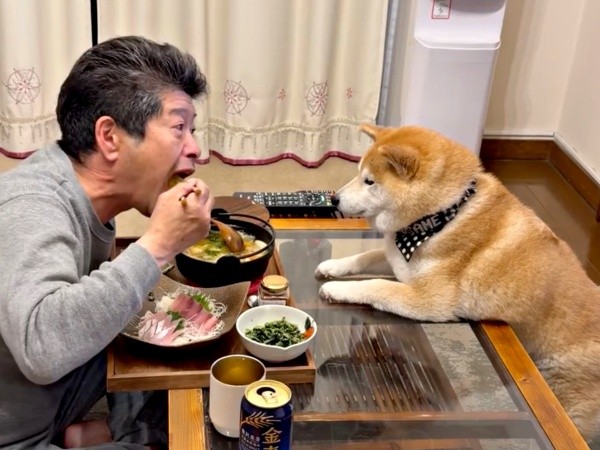 食事中のパパをじっと見つめる小雨ちゃん（画像提供：柴犬小雨さん）