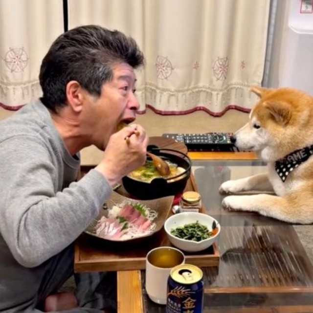 食事中のパパをじっと見つめる小雨ちゃん（画像提供：柴犬小雨さん）