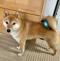 ボールはどこだ？（提供：柴犬勇者むぎまるさん）