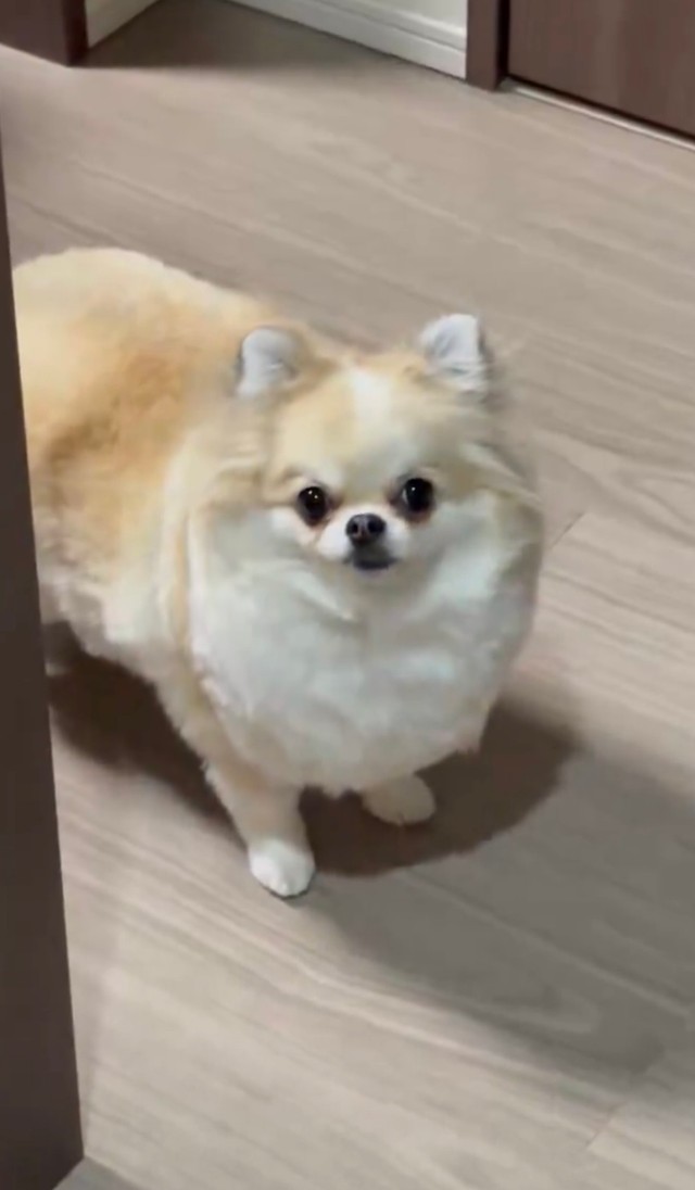 おやつって聞こえた瞬間に飛び起きるめるちゃん（提供：ポメチワ める🐾さん）