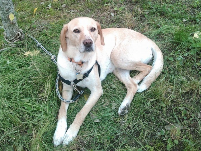 引き取られた元保護犬リドル