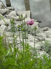 河川敷に自生していた不正な方の「けし」の花（画像提供：おこめつぶさん）