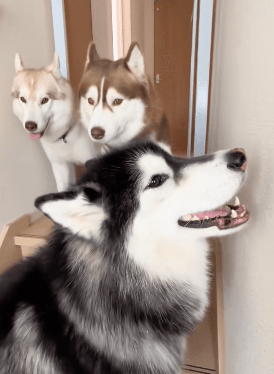 妹たちに「どいて」と言えない善丸くん、パパにヘルプを求める（提供：@zenmoni_huskyさん）