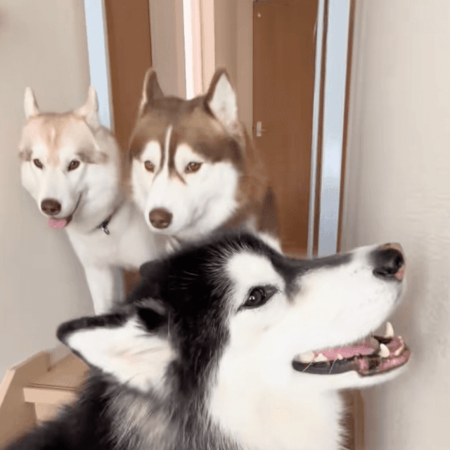 妹たちに「どいて」と言えない善丸くん、パパにヘルプを求める（提供：@zenmoni_huskyさん）