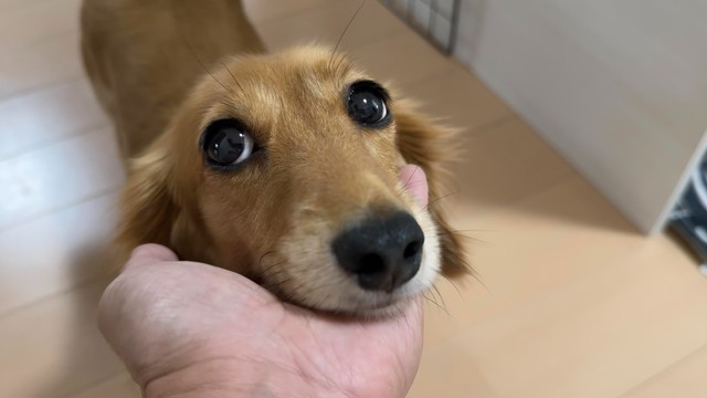 あごのせもたまらなく可愛いCHOCOちゃん（提供：NOBU CHOCOさん）
