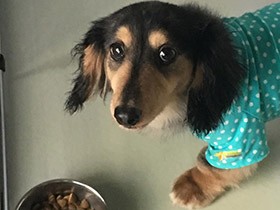 「待て」が得意なダックス「空」　食べたいけど、ガマンガマン