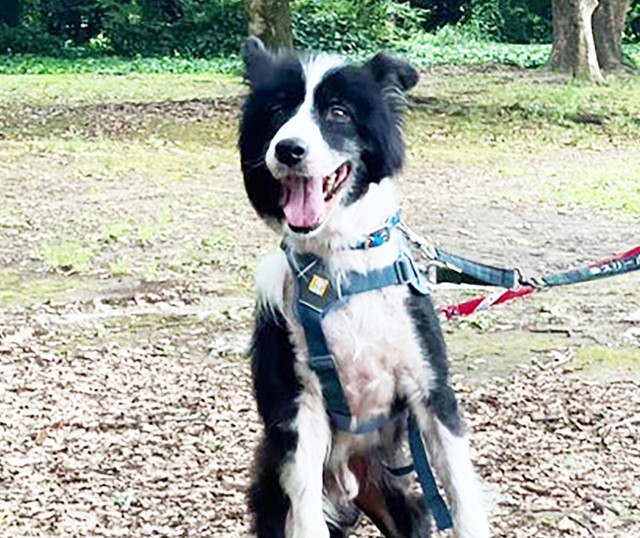 レイはイブシ銀に輝き続けています