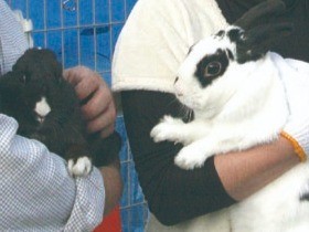 うさぎの防災計画　飼い主にできることを考える