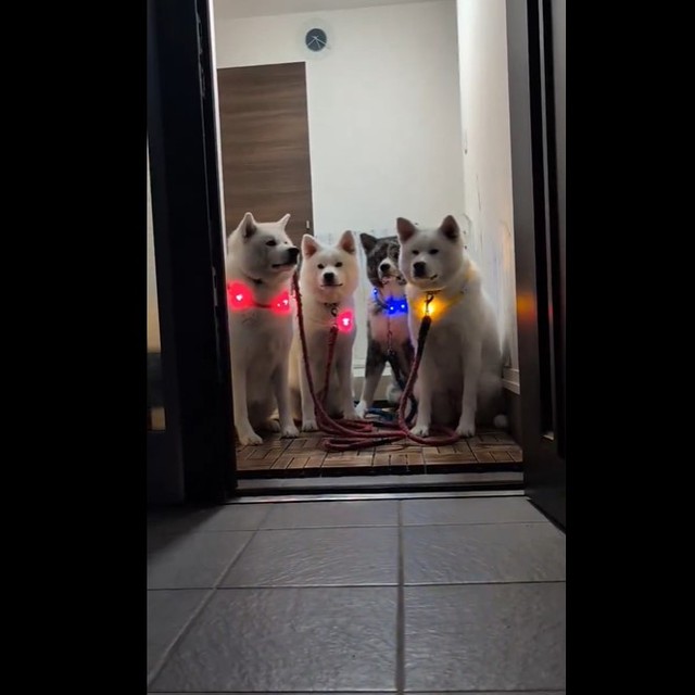 きらびやかに光る「イヌミネーション」（提供：秋田犬こゆきと愉快な仲間達さん）