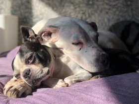 犬も人間も死の重さは同じ　深い喪失感と向きあっても「二度と飼いたくない」はない