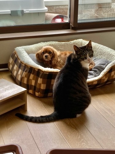 菜々緒にベッドを取られて困っているエバン（田形さん提供）