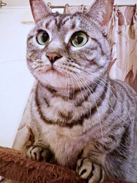 「顔が完璧に丸い！」 海外ユーザーからもコメントを受けたうめちゃん（画像提供：燦巻しおんさん）