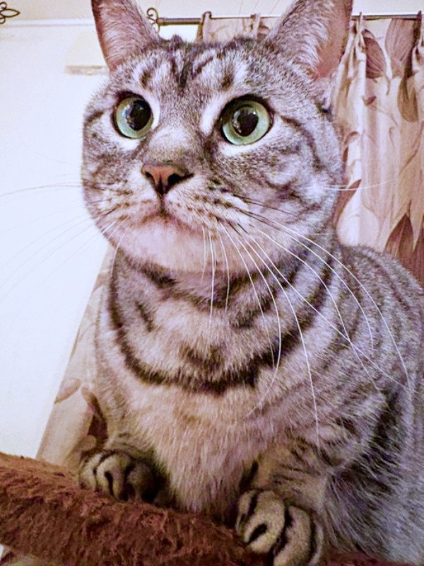 「顔が完璧に丸い！」 海外ユーザーからもコメントを受けたうめちゃん（画像提供：燦巻しおんさん）