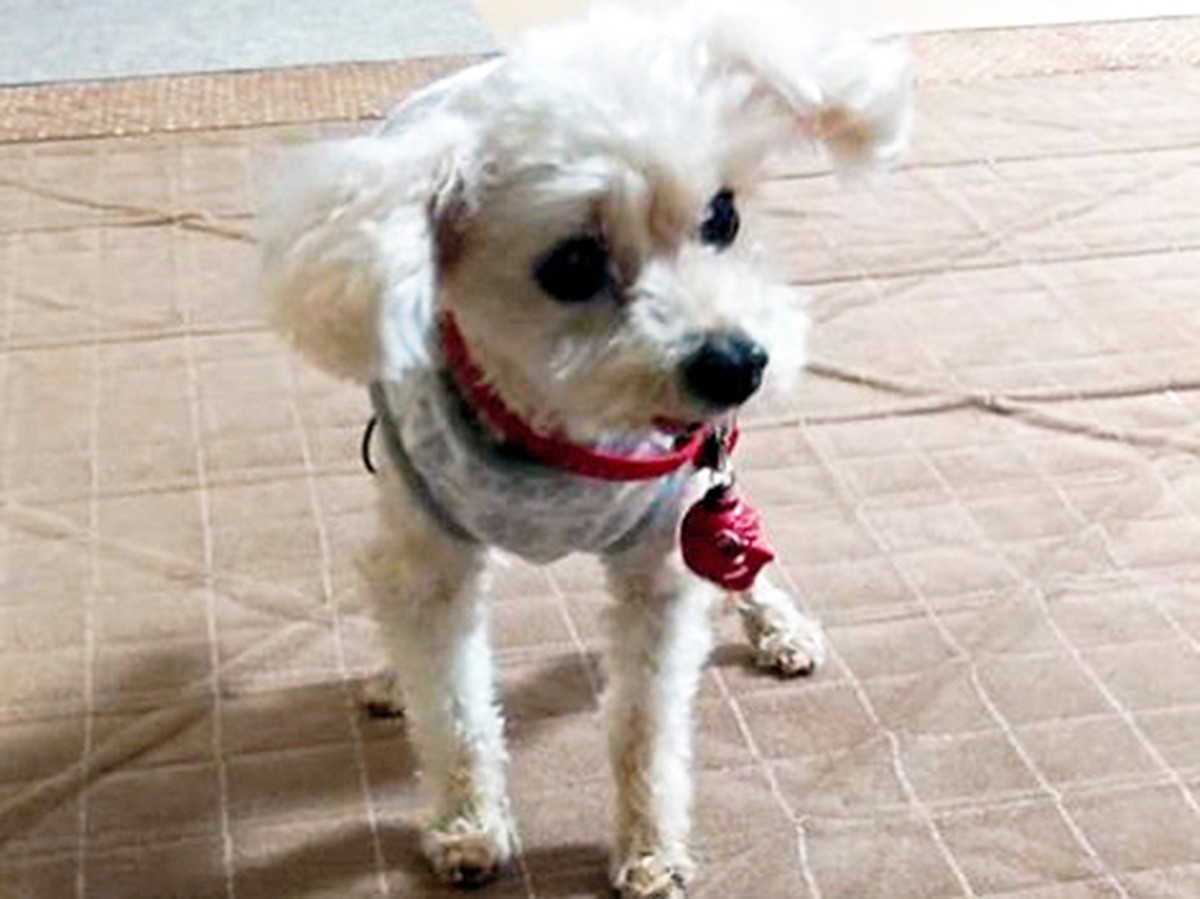 飼い主の高齢化 取り残される犬や猫 認知症や入院 世話できず 犬 猫との幸せな暮らしのためのペット情報サイト Sippo