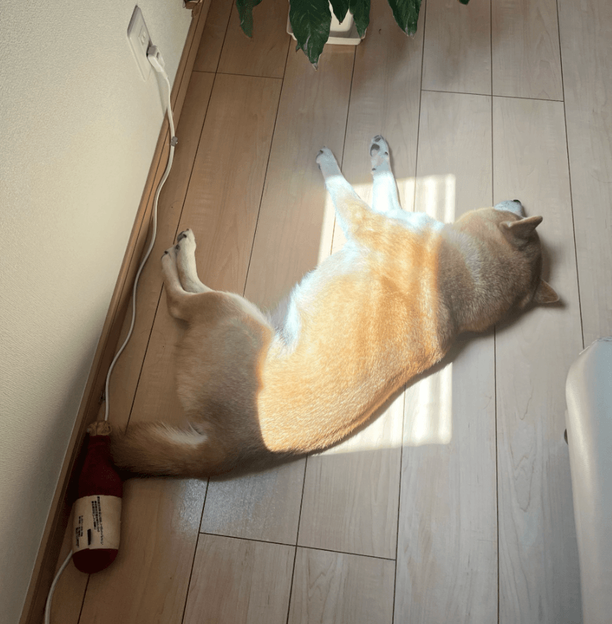 まさに日向ぼっこの天才