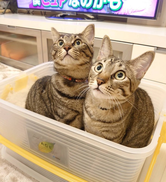 一緒にすっぽりケースに入るオリンくん（右）とクルンくん（左）
