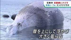 宮城・石巻沖に浮くクジラ　定置網に引っ掛かり既に死亡か