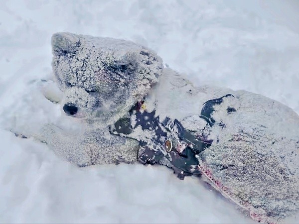 体に雪が積もってもへっちゃら！ のんびりくつろぐ純ちゃん（画像提供：秋田犬 純：Akita Inu Junさん）