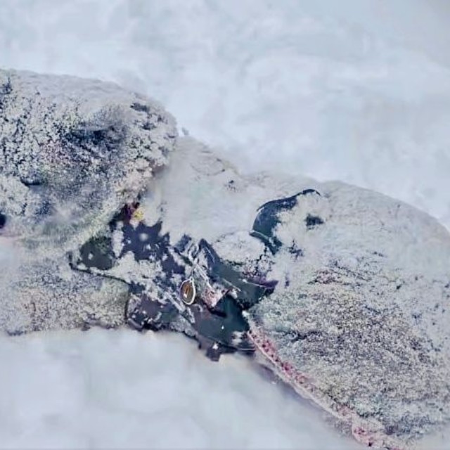 体に雪が積もってもへっちゃら！ のんびりくつろぐ純ちゃん（画像提供：秋田犬 純：Akita Inu Junさん）