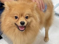 ネオくんは見事「ずっとのお家」をゲットしました