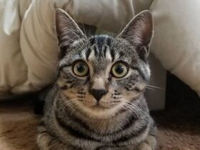 ふと頭に浮かんだ名前に導かれるように出会った、運命の子　保護猫「むつみ」