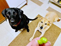 枝豆を見つめる （左から）同居犬・ゼルちゃん、リンちゃん（画像提供：リンちゃんゼルちゃん）