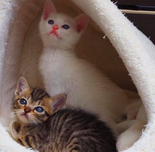 2匹と2匹で新しい家族の元へ（＠bunyapon0110）