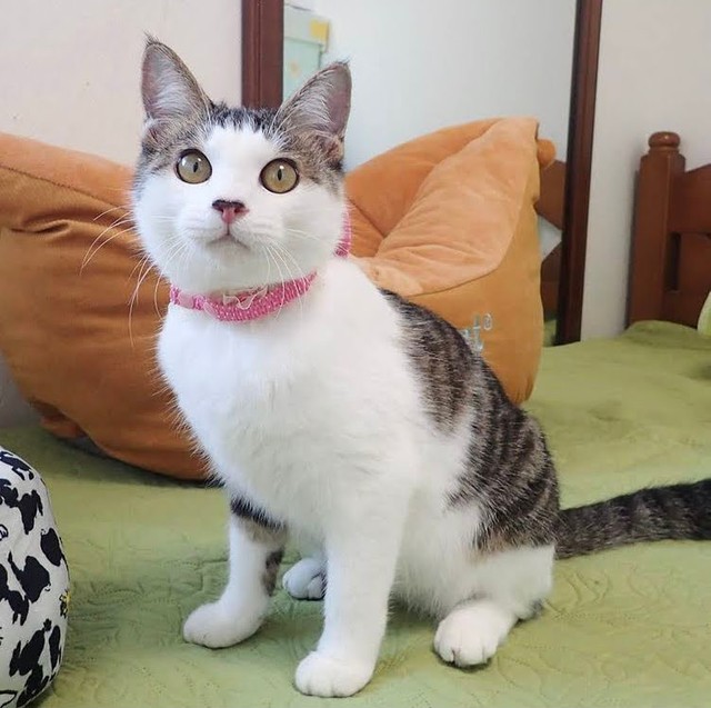 ぱっつん前髪のような柄が魅力的なえんちゃん。ピンクの首輪もよく似合っています