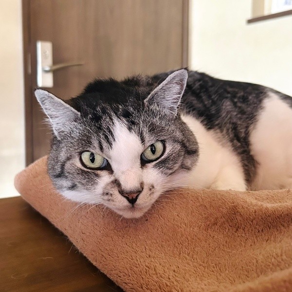 のんびりくつろぐさぶくん（画像提供：猫ねむりzzz..さん）