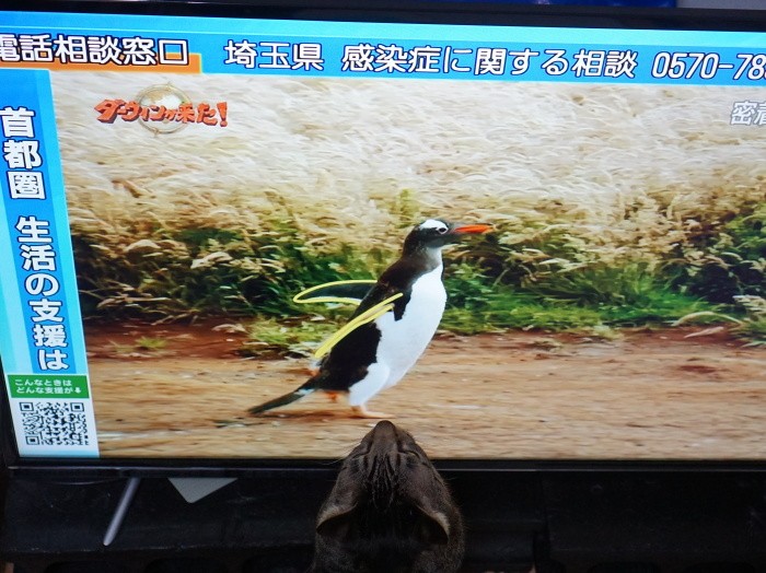 うちの猫は飼い主に合わせてテレビを見る機会も増えました。「世の中が落ち着きますように」