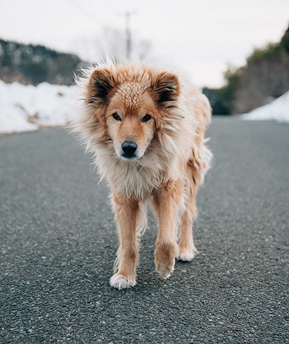 「マル」は震災から1年の1日前に、明かりの消えた庭でひっそり亡くなりました（2012年3月4日撮影）