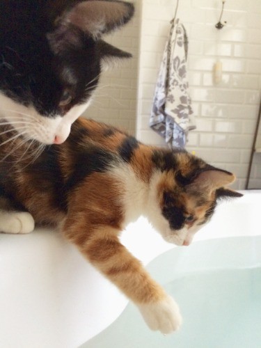 兄妹のサスケと楓（「猫がいなけりゃ息もできない」から）