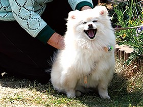 年齢と体力にぴったり  保護犬シロとの出会い