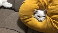 普段もこのクッションの中でくつろいでいることがある