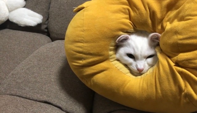 普段もこのクッションの中でくつろいでいることがある
