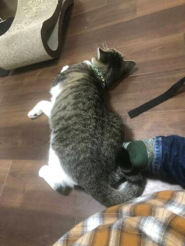 昨年10月、かおりさんの足の裏にどんと乗ってきた。以降、どんどん甘え方が変わったという（かおりさん提供）